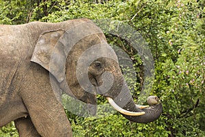 Wild elephant in Yala National Park elephant eating leaves