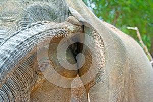 Wild Elephant In Yala National Park, Sri Lanka