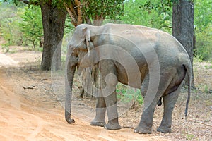 Wild Elephant In Yala National Park, Sri Lanka