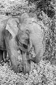 Wild elephant in Yala National Park, Sri Lanka