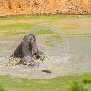 Wild elephants