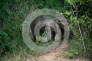 Wild Elephants