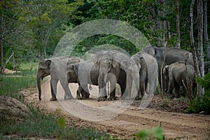 Wild Elephants