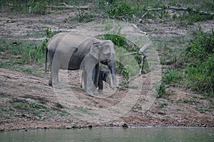 Wild Elephants with baby
