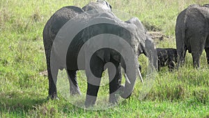 Wild elephants in the bushveld of Africa on a sunny day