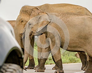 Wild Elephants crossing road