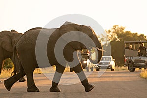 Wild elephants crossing the road in Kruger park