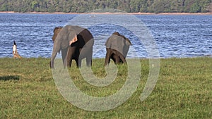 Wild elephants eating grass