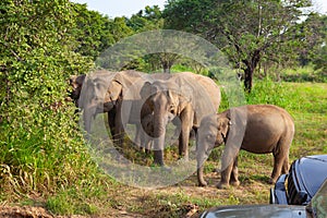 Wild elephants eating grass, Hurulu Eco Park, Sri Lanka