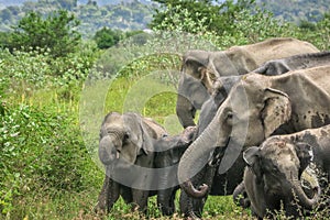 Wild elephants family drinking water , Maduru Oya , Sri lanka