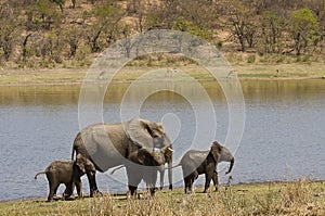 Wild elephants family on the river bank, Kruger national park, SOUTH AFRICA
