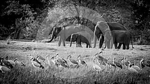 Wild Elephants family, Sri Lanka