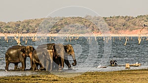 Wild Elephants gang at polonnaruwa , srilanka