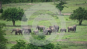 Wild Elephants in grass field