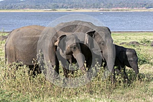 Wild elephants graze at Minneriya National Park in central Sri Lanka.