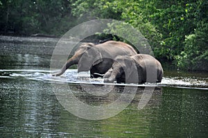 Wild elephants