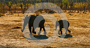 Wild elephants in hot Africa. photo