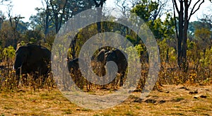 Wild elephants in hot Africa. photo