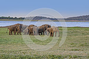 Wild elephants in the jungle Nationalpark Lahugala near Polonaruwa