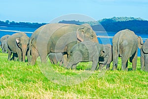 Wild Elephants At Minneriya National Park In Sri Lanka