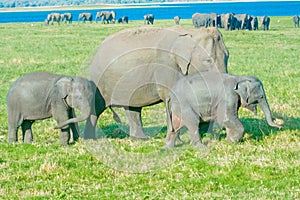 Wild Elephants At Minneriya National Park In Sri Lanka