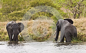 Wild elephants playing in the riverbank , Kruger National park, South Africa
