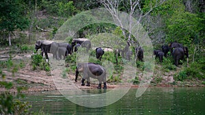 Wild Elephants by the pond