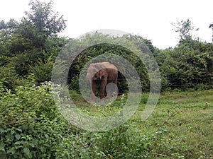 Wild Elephants Sri Lanka