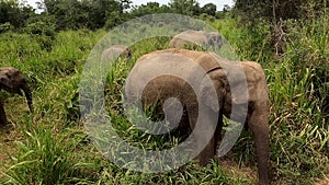 Wild elephants in the vicinity of Habarana, Sri Lanka