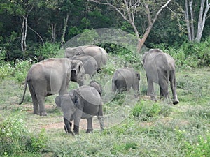 Wild Elephants in Yala National Park ,Sri Lanka