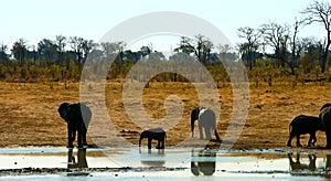 Wild elephantss in hot Africa. photo