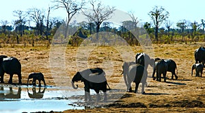 Wild elephantss in hot Africa. photo