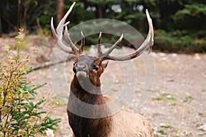 Wild Elk