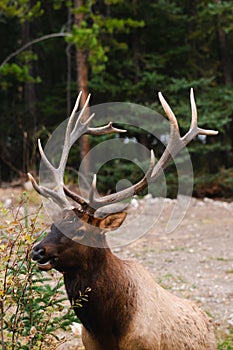 Wild Elk