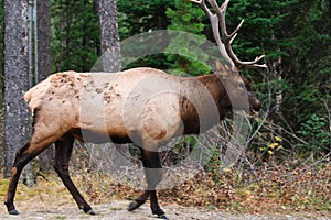 Wild Elk