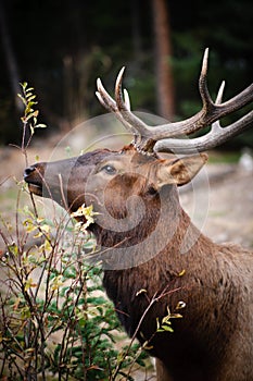 Wild Elk