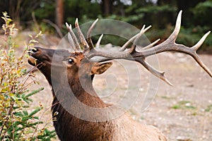 Wild Elk