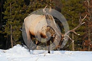 Wild Elk or also known as Wapiti Cervus canadensis in Jasper National Park, Alberta, Canada