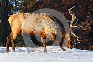 Wild Elk or also known as Wapiti Cervus canadensis in Jasper National Park, Alberta, Canada