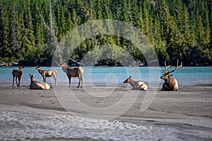 Wild Elk or also known as Wapiti Cervus canadensis in Jasper National Park, Alberta, Canada