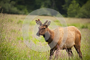 Wild elk buck in the tall grass