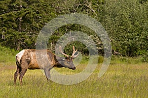 Wild Elk in field