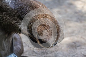 Wild elk nose with large nostrils close-up, breath of a large animal mammal