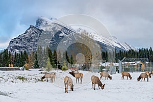 Wild elk roaming freely in Banff National Park, Canadian Rockies.