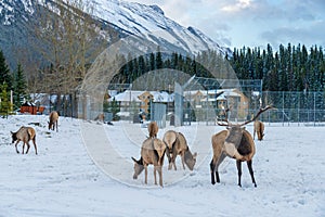 Wild elk roaming freely in Banff National Park, Canadian Rockies.