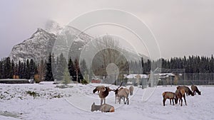 Wild elk stag chasing a doe during the rut in Banff Skateboard Park