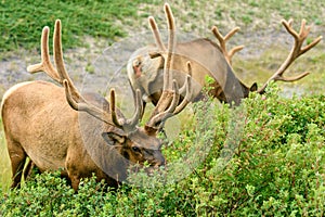 Wild Elk or Wapiti (Cervus canadensis)