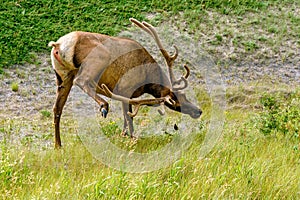 Wild Elk or Wapiti (Cervus canadensis)