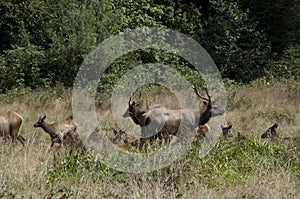 Wild elks in redwood national park photo