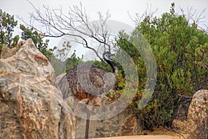 Wild emu bird wandering in Pinnacles Desert Western Australia